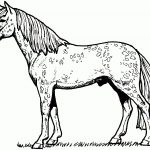Appaloosa Horse Coloring Page | Free Printable Coloring Pages   Free Horse Printables