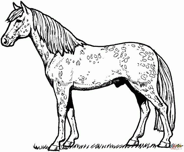 Appaloosa Horse Coloring Page | Free Printable Coloring Pages - Free ...