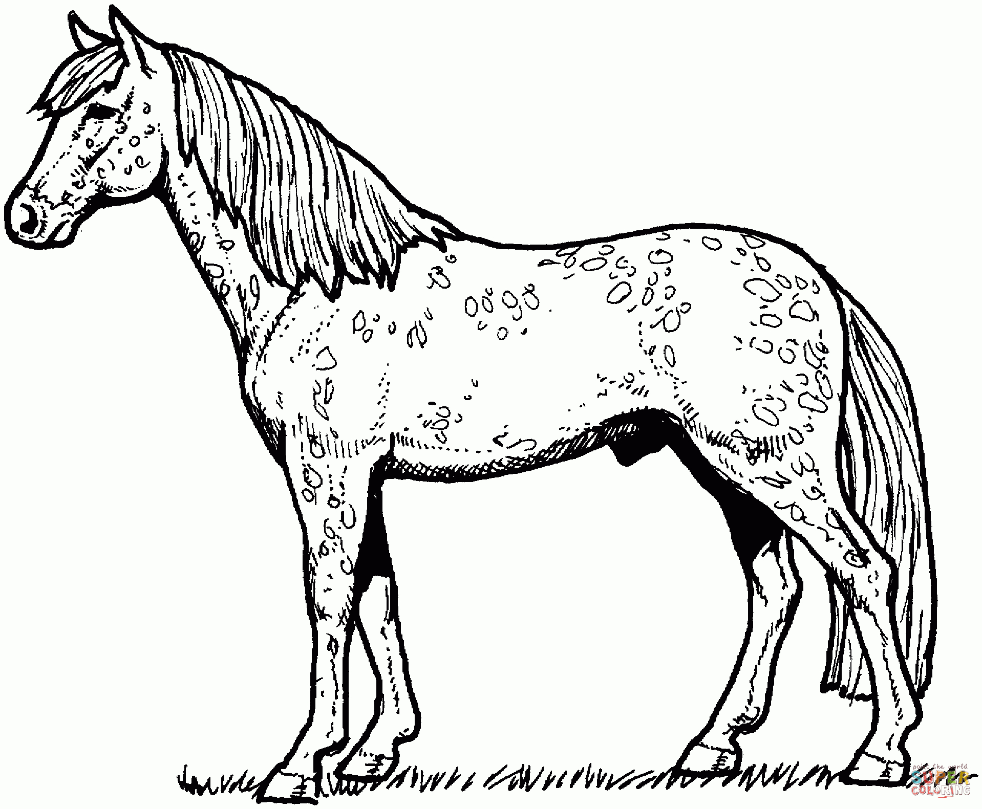 Appaloosa Horse Coloring Page | Free Printable Coloring Pages - Free Horse Printables