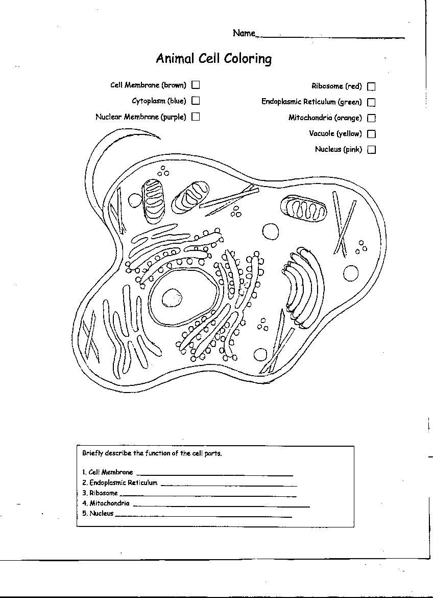 Blank Plant Cell Diagram | Notify Rss Backlinks Source Print Export - Free Printable Cell Worksheets