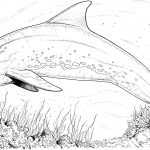 Bottlenose Dolphin Coloring Pages | Free Dolphin Coloring Pages   Dolphin Coloring Sheets Free Printable