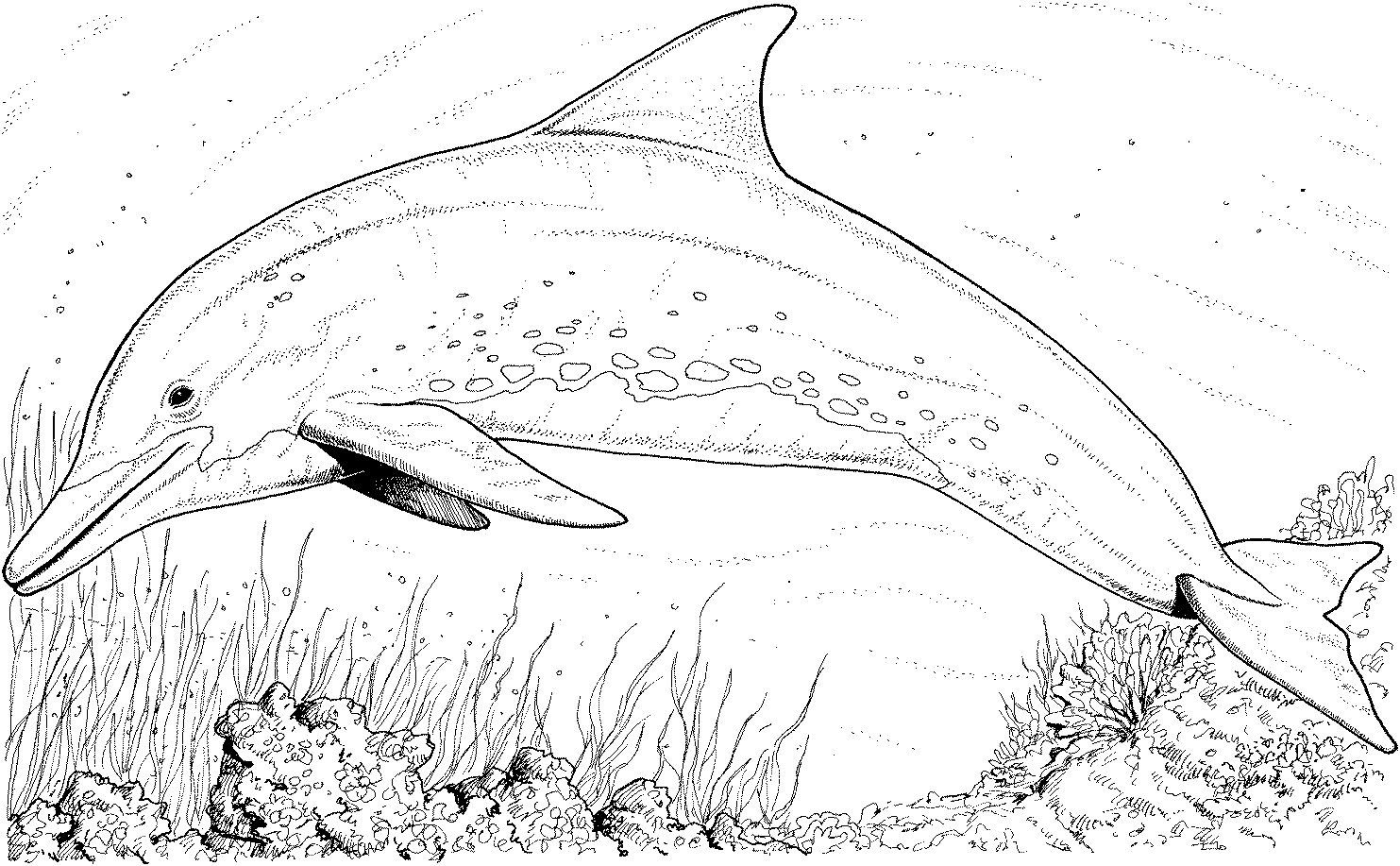Bottlenose Dolphin Coloring Pages | Free Dolphin Coloring Pages - Dolphin Coloring Sheets Free Printable
