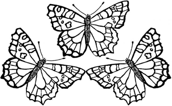 Butterfly Free Printable Coloring Pages