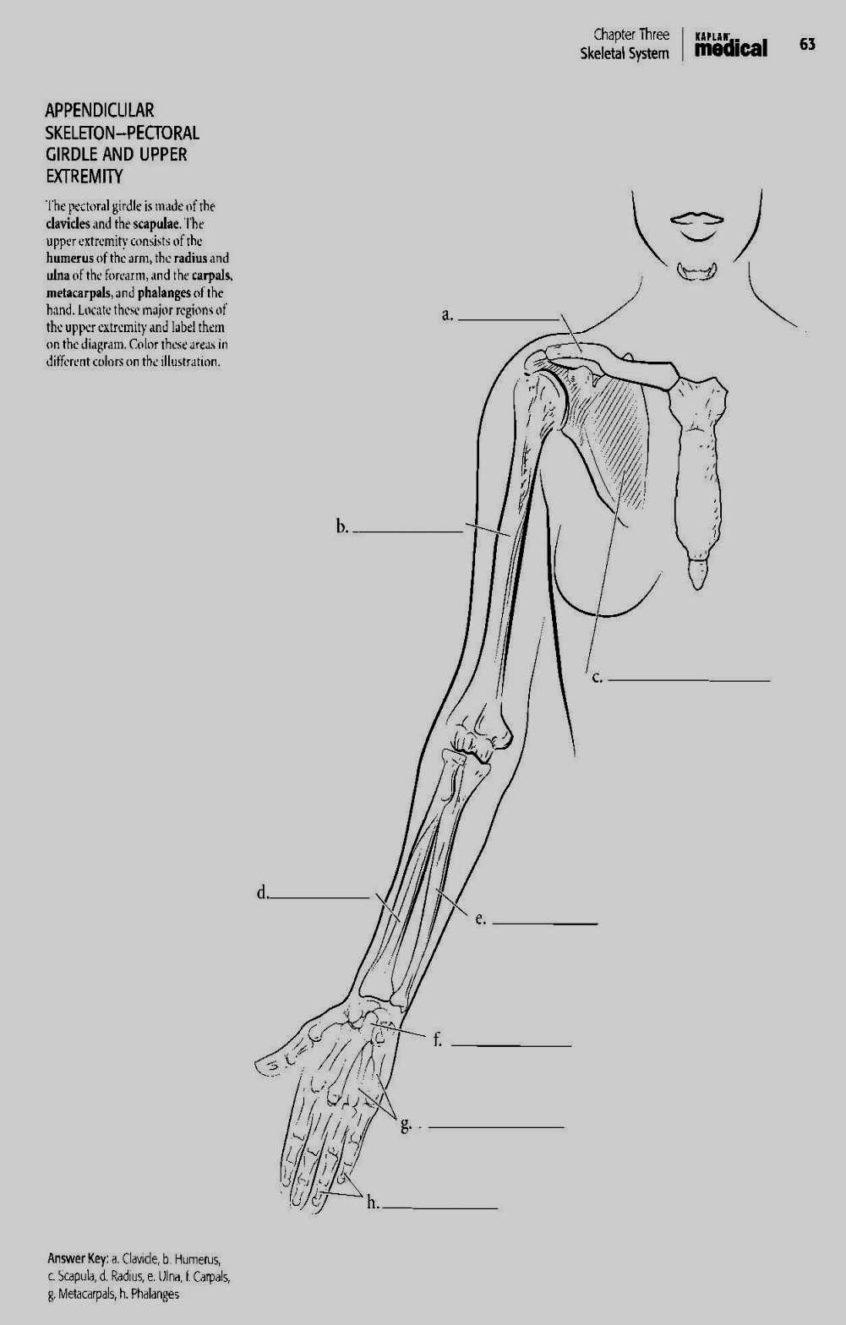 Coloring Pages Ideas: Saunders Veterinary Anatomy Coloringok Pdf - Free Printable Anatomy Pictures