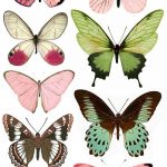 Штампомания: Free Printables. Бабочки. | Free Printables | Butterfly   Free Printable Images Of Butterflies