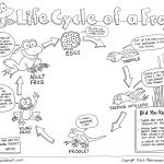 Free Life Cycle Of A Frog Printable   Life Cycle Of A Frog Free Printable Book