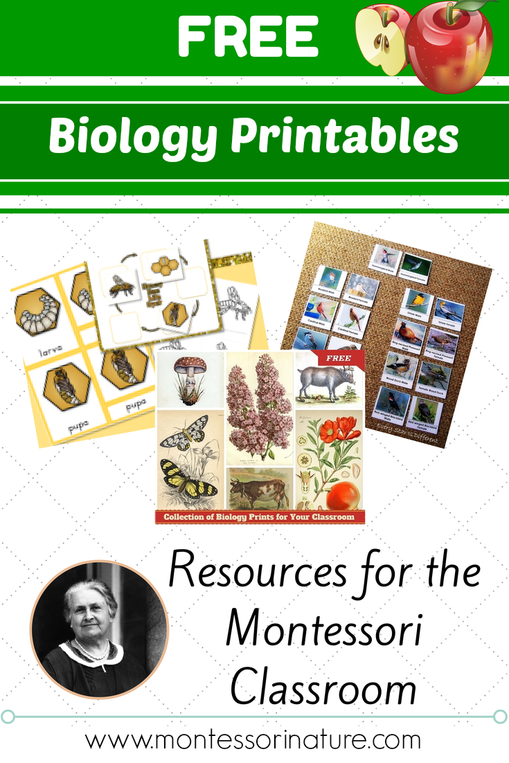 Free Montessori Biology Printables For Children - Montessori Nature - Free Montessori Printables