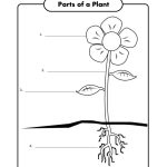 Free Printable First Grade Science Worksheets | Worksheets For Gia   Free Printable Science Worksheets