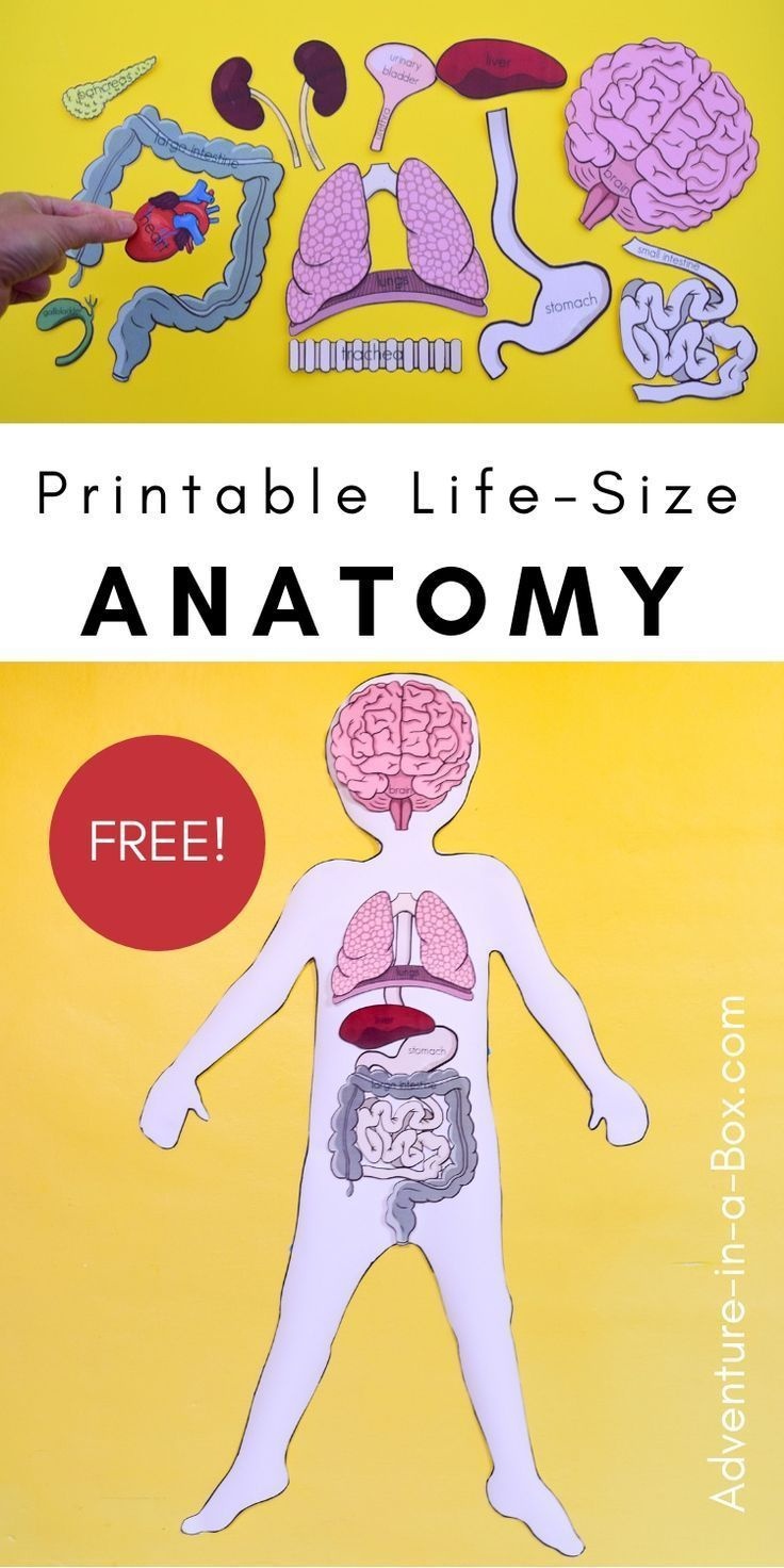 Free Printable Life-Size Organs For Studying Human Body Anatomy With - Free Printable Anatomy Pictures