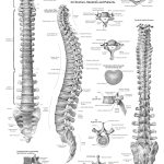 Free Printable Reflexology Charts | Anatomy And Health Charts Free   Free Printable Anatomy Pictures