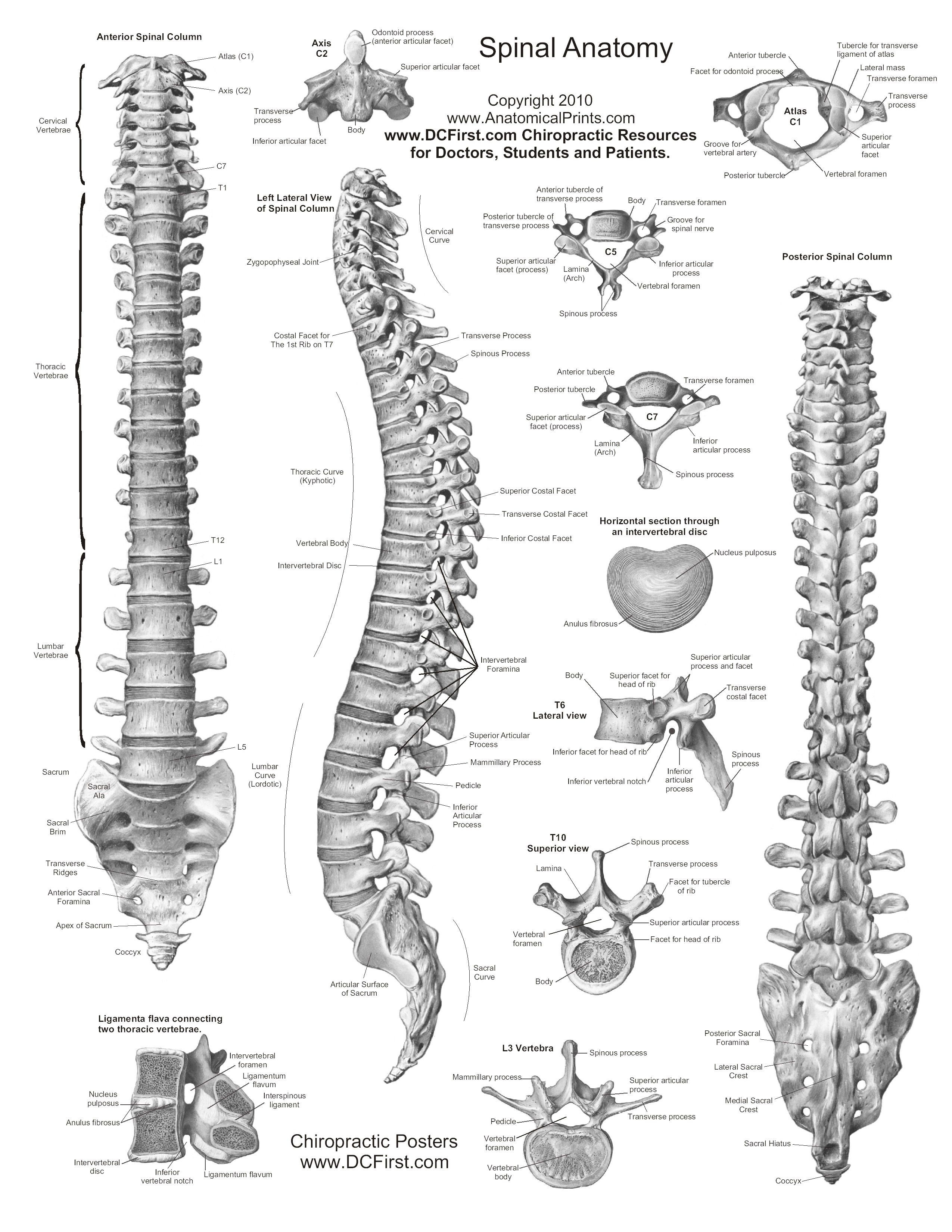 Free Printable Reflexology Charts | Anatomy And Health Charts Free - Free Printable Anatomy Pictures
