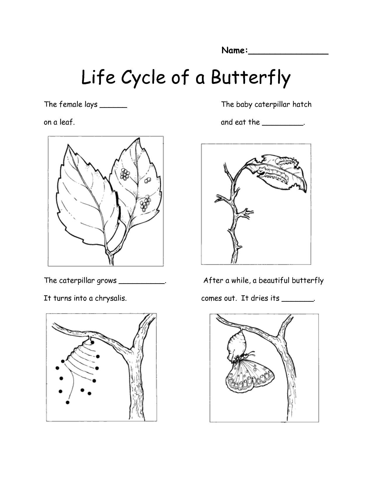 Science 2nd Grade