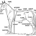 Horse Pictures To Print | Free Printable Horse Parts Diagram With   Free Horse Printables