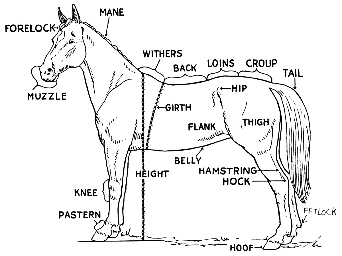 Horse Pictures To Print | Free Printable Horse Parts Diagram With - Free Horse Printables