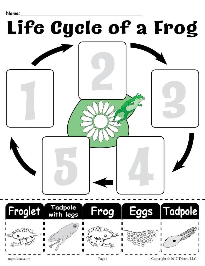 Life Cycle Of A Frog&amp;quot; Free Printable Worksheet | Amphibians | Frog - Life Cycle Of A Frog Free Printable Book