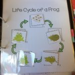 Life Cycle Of A Frog Sheet. Printable From Jady A Shelf Work   Jady A Free Printables