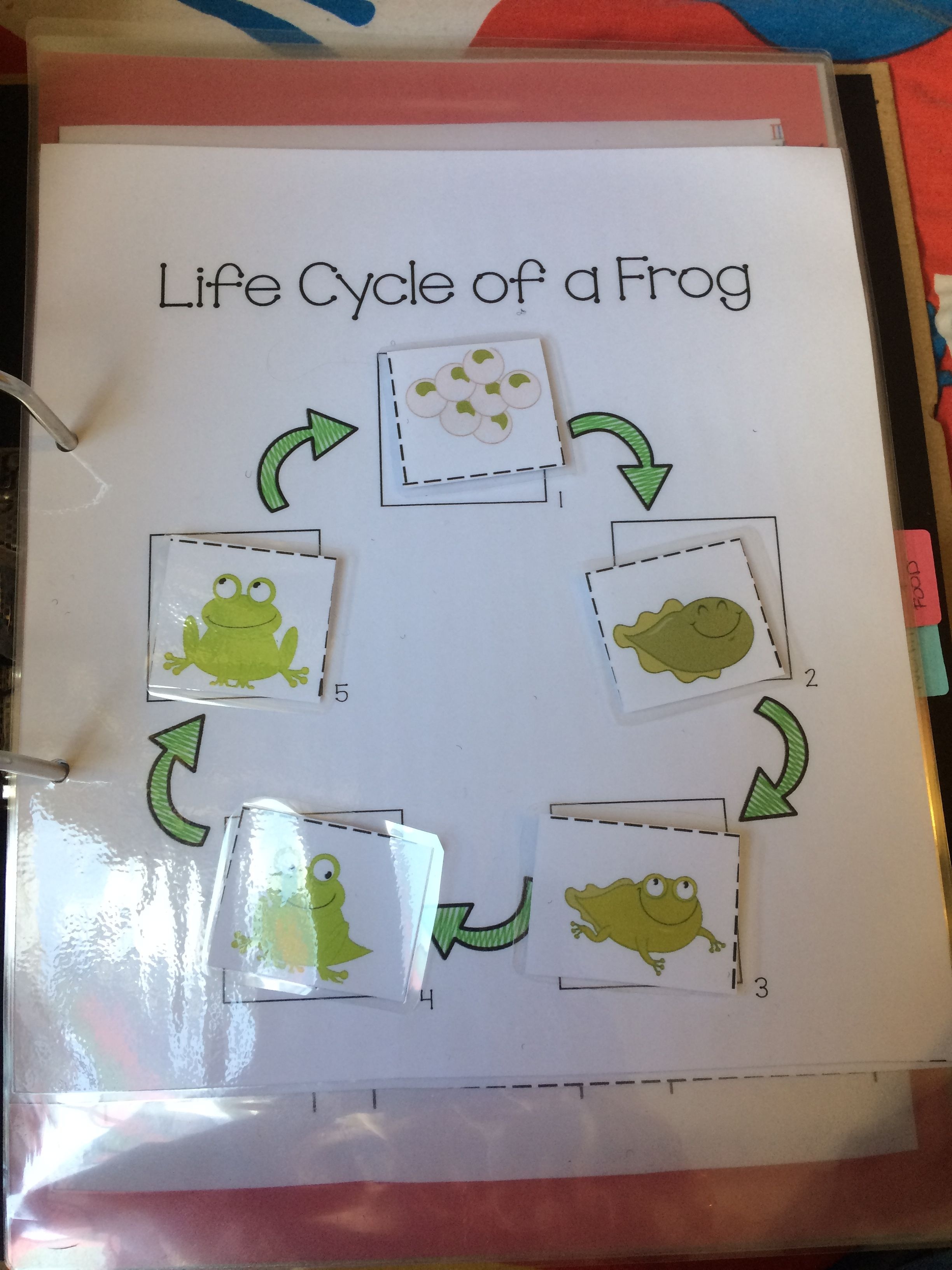 Life Cycle Of A Frog Sheet. Printable From Jady A Shelf Work - Jady A Free Printables