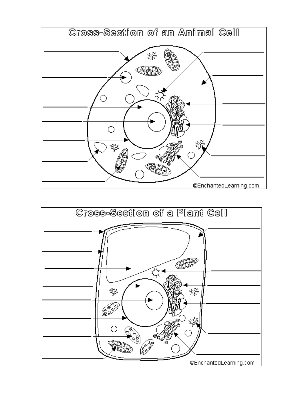 Plant And Animal Cell Worksheet - Siteraven - Free Printable Cell - Free Printable Cell Worksheets