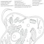 Plant And Animal Cell Worksheets Labeling Plant And Animal Cells   Free Printable Cell Worksheets