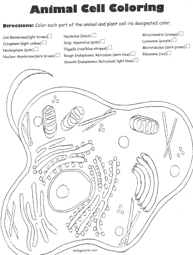 Plant And Animal Cell Worksheets Labeling Plant And Animal Cells - Free Printable Cell Worksheets