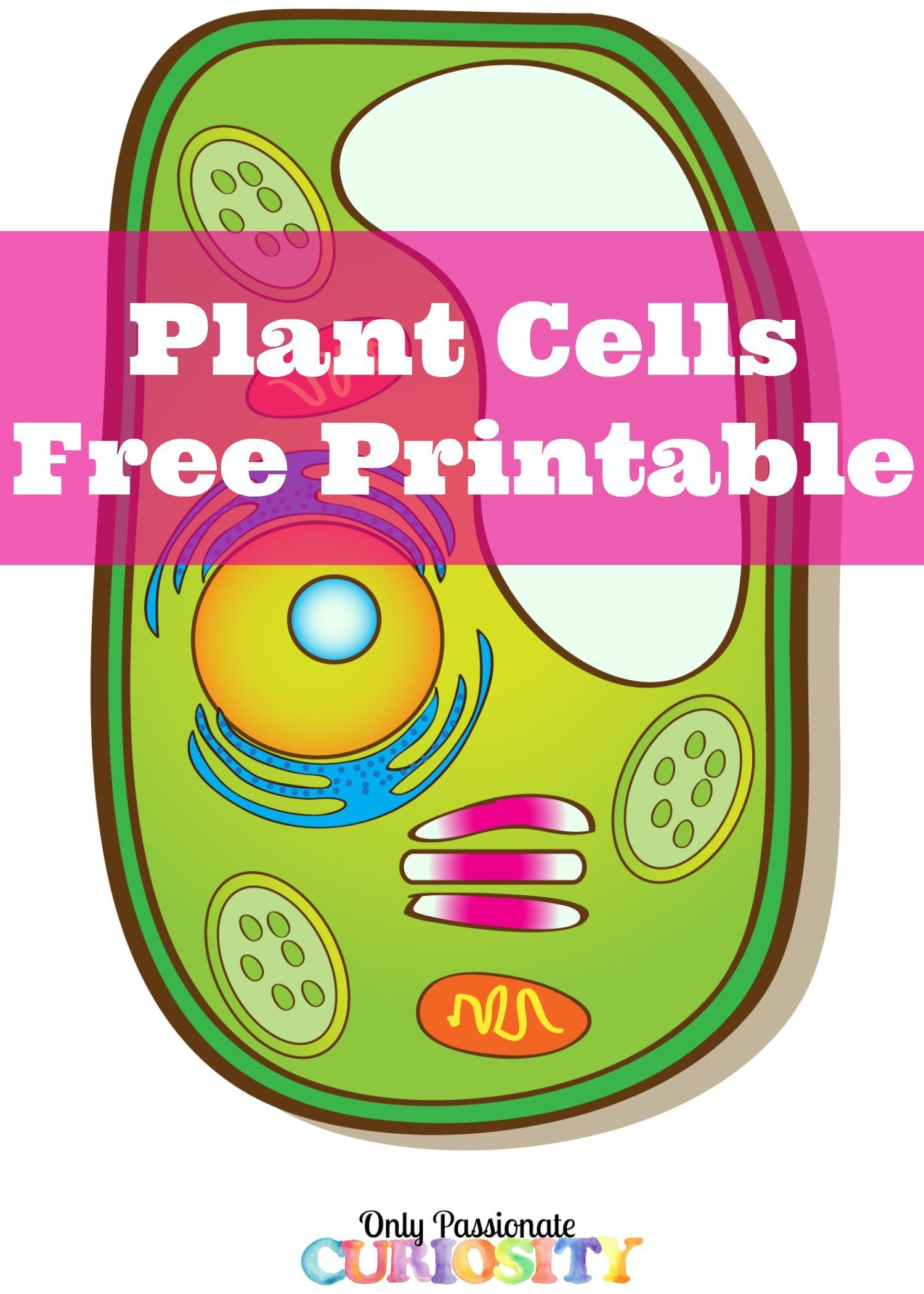 Plant Cells Printable Pack | Science - Cells | Niños Gif, Ciencia - Free Printable Cell Worksheets