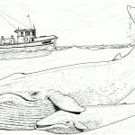 Printable Baby Whale Image | Free Whale Coloring Pages | Blue Whales   Free Printable Whale Coloring Pages
