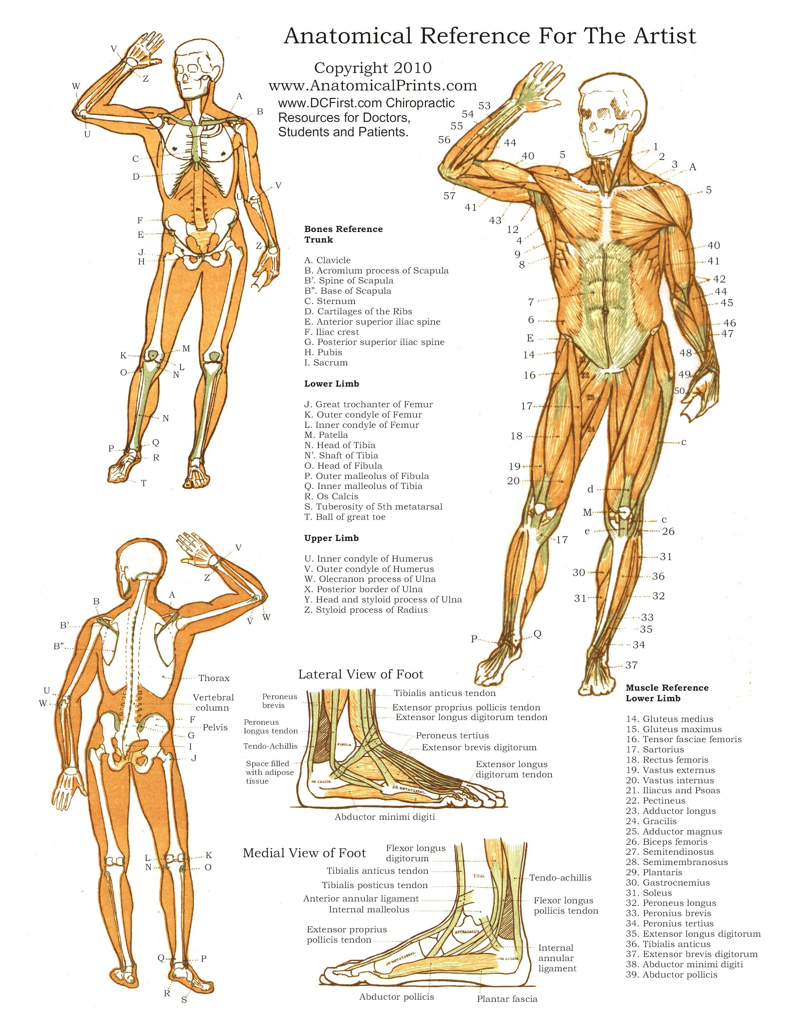 Free Anatomy Charts Printable