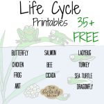The Activity Mom   Life Cycles Printable   The Activity Mom   Life Cycle Of A Frog Free Printable Book