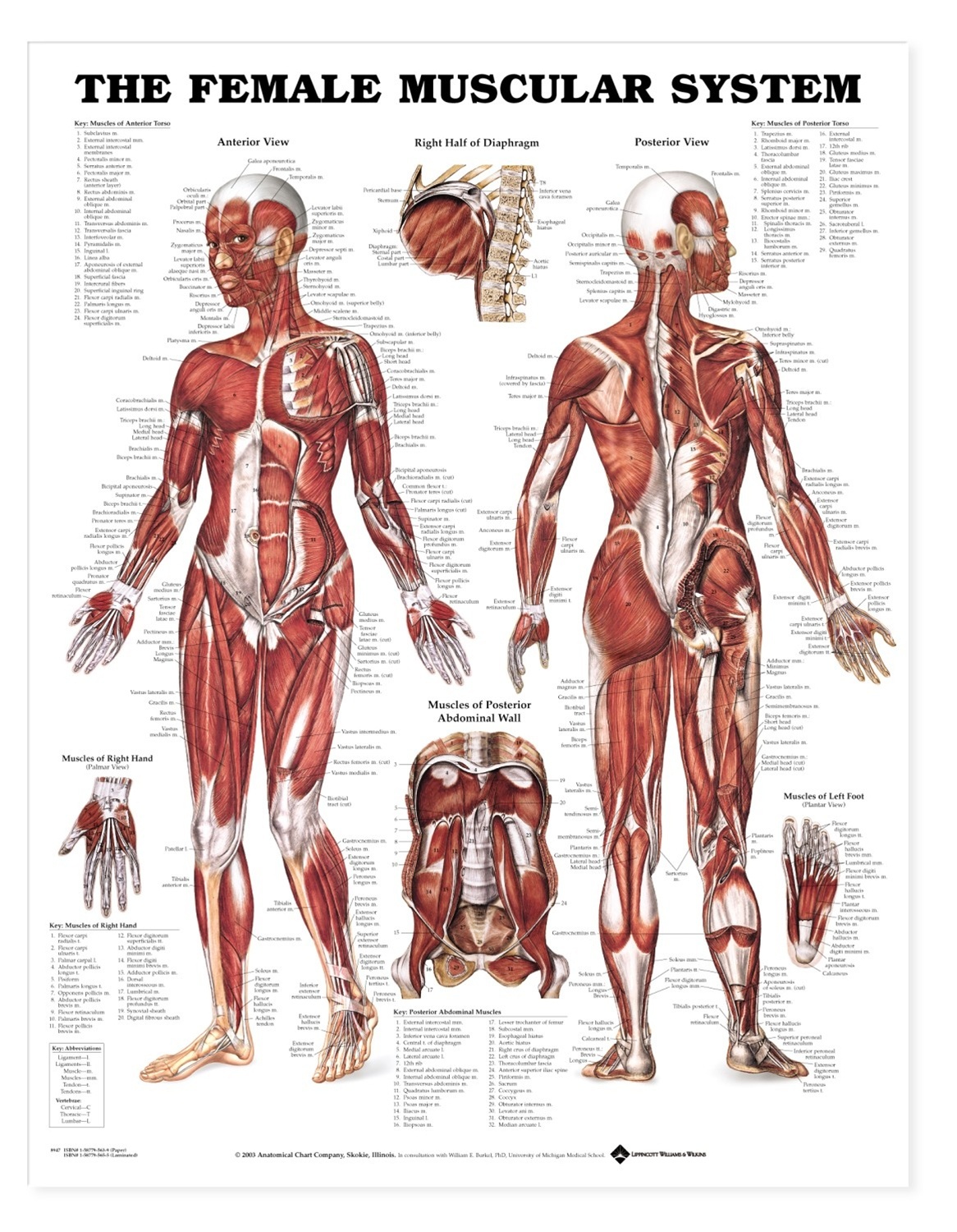 The Female Muscular System Anatomical Chart-Free-Printable - Free Printable Anatomy Pictures