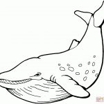 Whale Coloring Page | Free Printable Coloring Pages   Free Printable Whale Coloring Pages