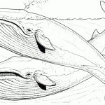 Whale Coloring Pages | Free Whale Coloring Pages Iceland | Olympics   Free Printable Whale Coloring Pages