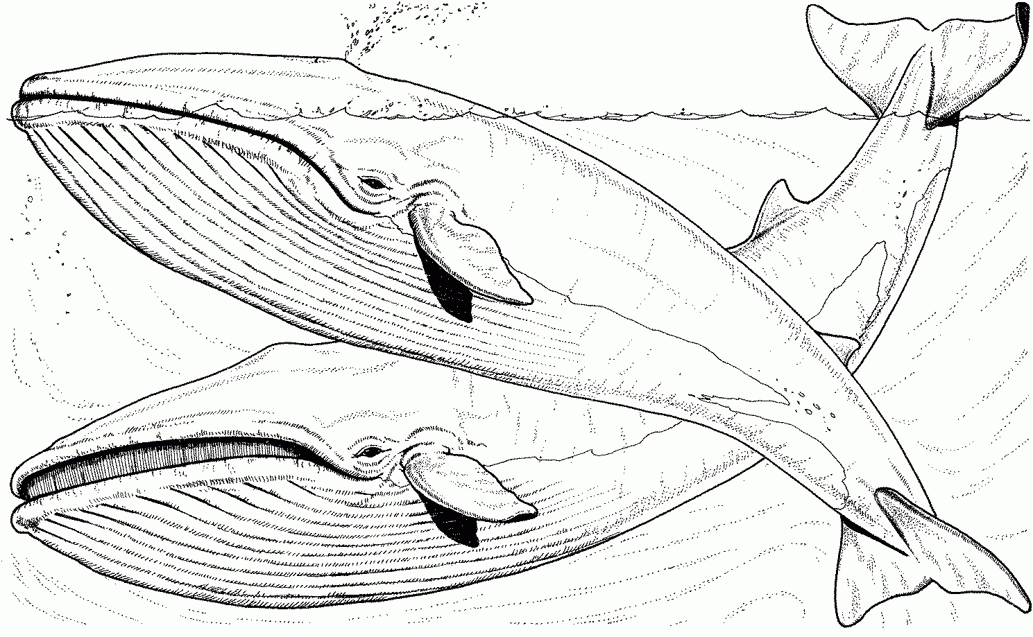 Whale Coloring Pages | Free Whale Coloring Pages-Iceland | Olympics - Free Printable Whale Coloring Pages