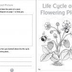 10 Ready To Go Resources For Teaching Life Cycles | Scholastic   Free Plant Life Cycle Worksheet Printables