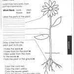 1St Grade Science Worksheets | Picking Apart Plants   People   Free Plant Life Cycle Worksheet Printables