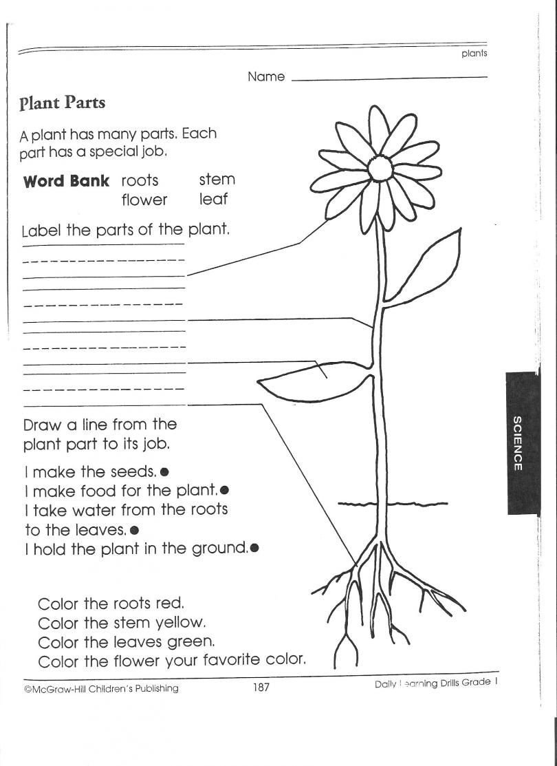 1St Grade Science Worksheets | Picking Apart Plants - People - Free Plant Life Cycle Worksheet Printables
