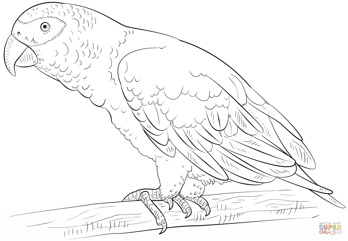 African Grey Parrot Coloring Page | Free Printable Coloring Pages - Free Printable Parrot Coloring Pages