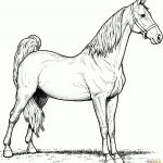 American Saddlebred Mare Horse Coloring Page | Free Printable   Free Printable Realistic Horse Coloring Pages