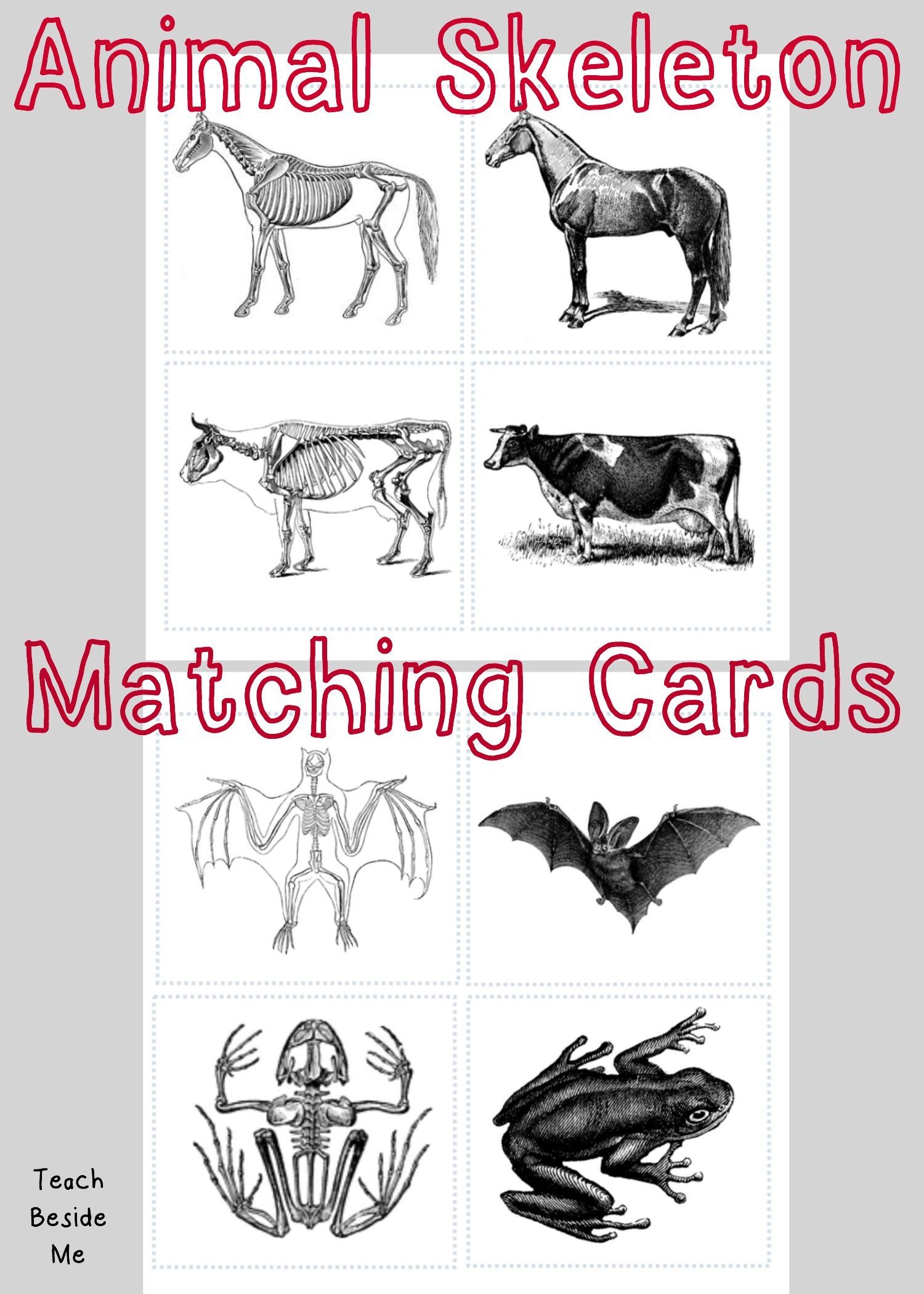Animal Skeleton Matching Cards | احياء | Animal Skeletons, Animal - Free Printable Animal X Rays
