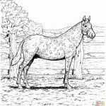 Appaloosa Horse Coloring Page | Free Printable Coloring Pages   Free Printable Realistic Horse Coloring Pages
