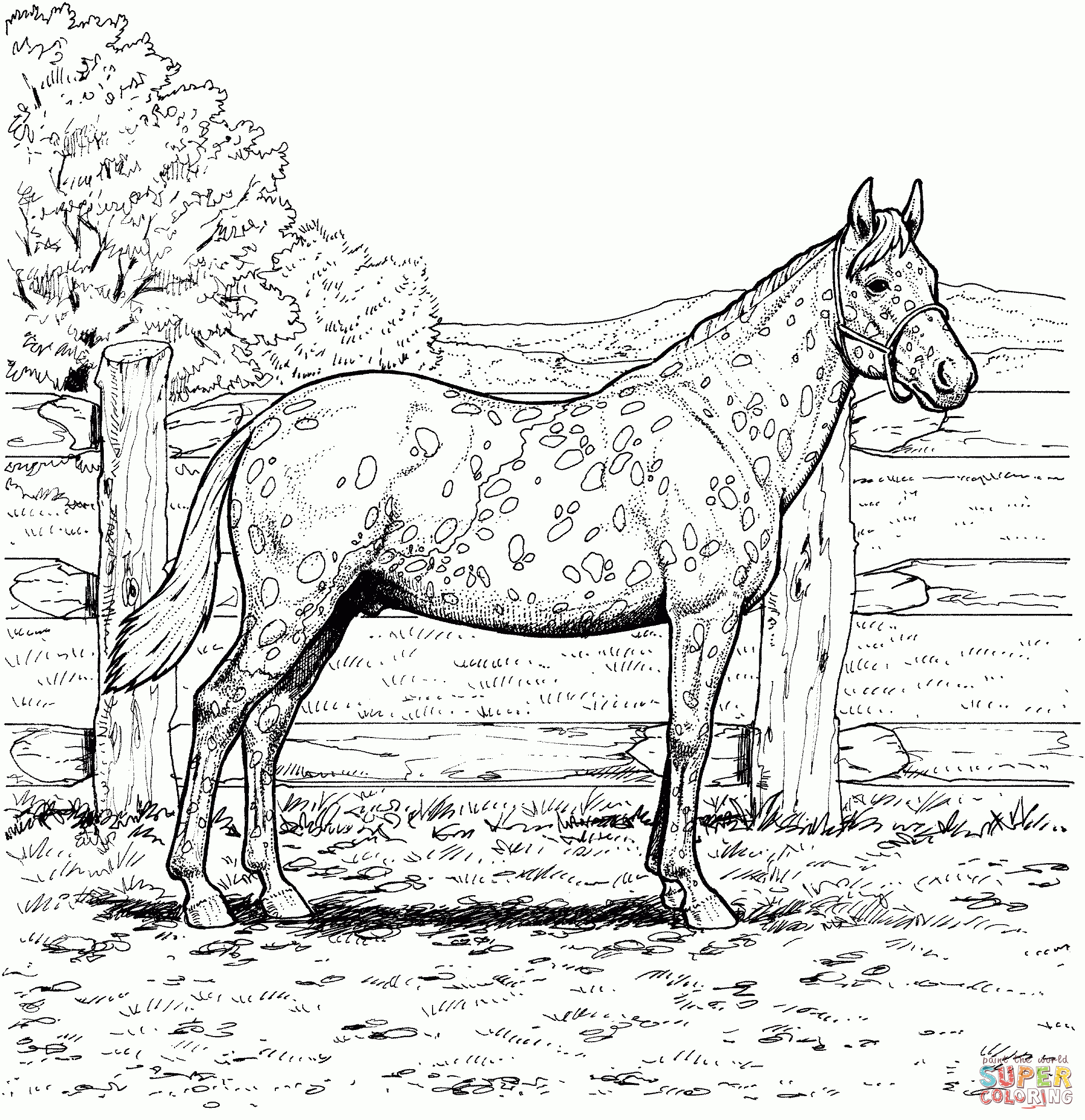 Appaloosa Horse Coloring Page | Free Printable Coloring Pages - Free Printable Realistic Horse Coloring Pages