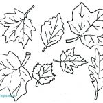 Coloring Ideas : Coloring Ideas Fallves Pages O Printable Freef   Fall Leaves Pictures Free Printable