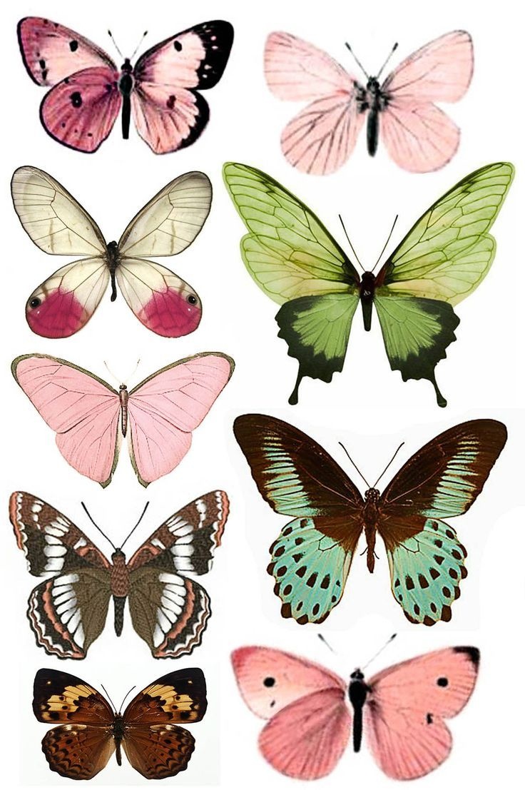 Штампомания: Free Printables. Бабочки. | Vintage Adicted | Butterfly - Free Printable Butterfly Pictures