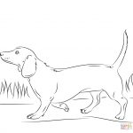 Dachshund Dog Coloring Page | Free Printable Coloring Pages   Free Printable Dachshund Coloring Pages