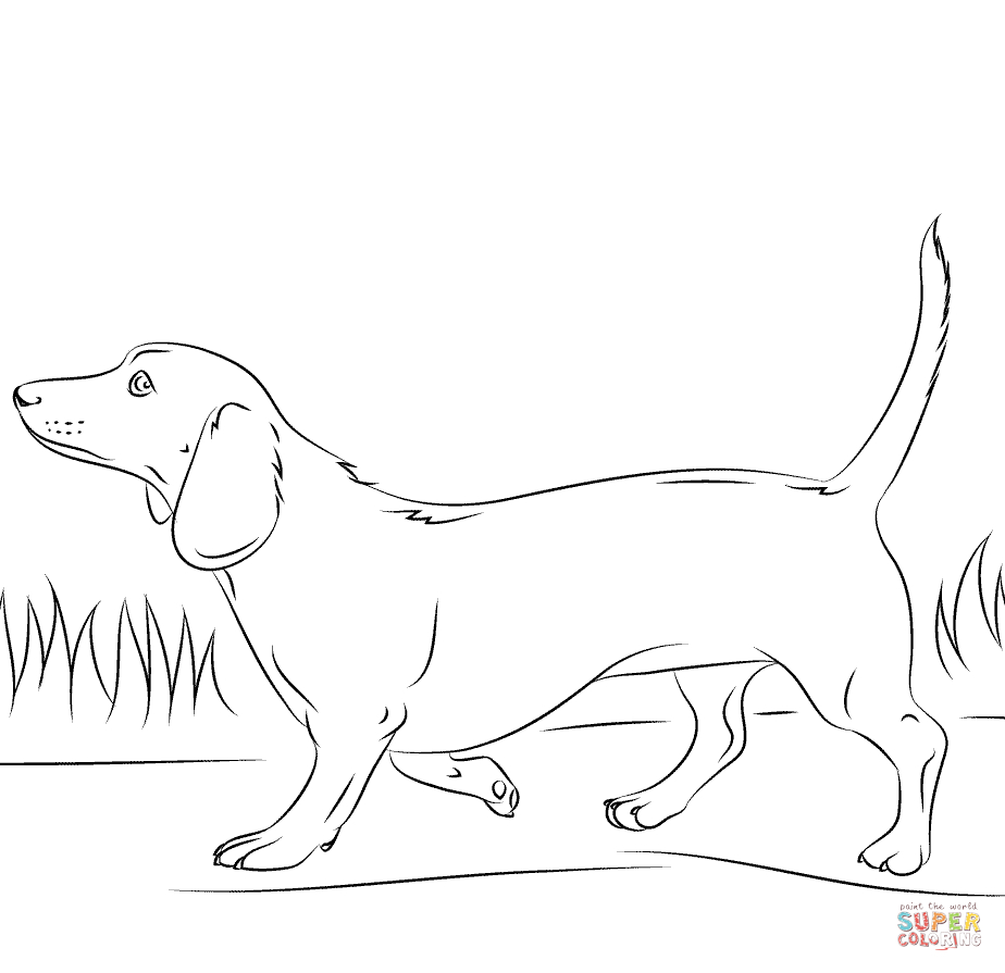 Dachshund Dog Coloring Page | Free Printable Coloring Pages - Free Printable Dachshund Coloring Pages