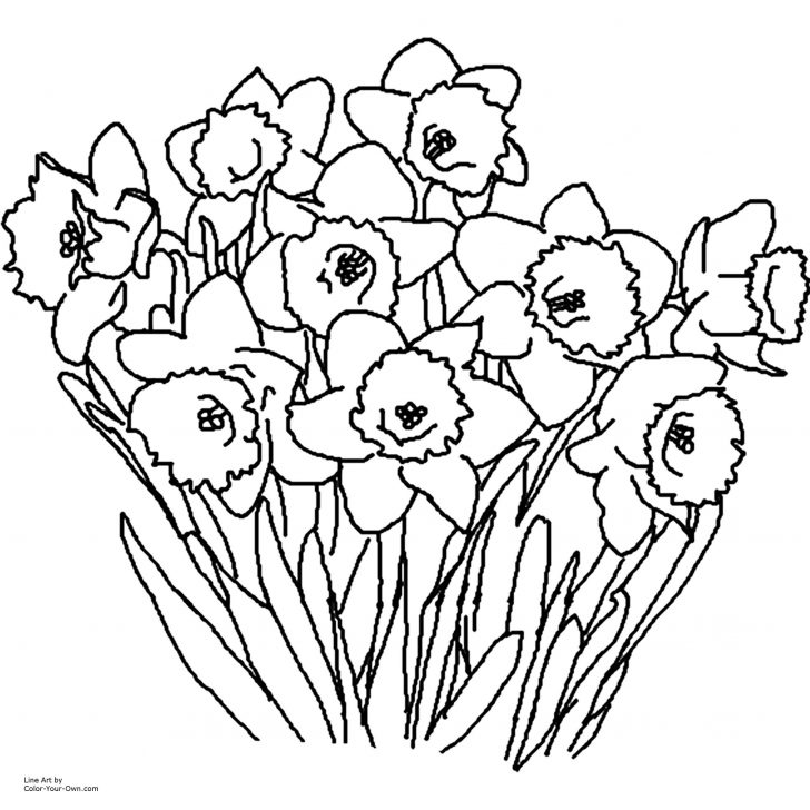 Free Printable Pictures Of Daffodils