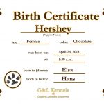 Dog Birth Certificate Template Puppy Birth Certificates | C&j's Pup   Free Printable Birth Certificates For Puppies
