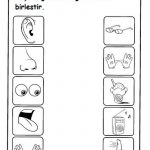 Five Senses Worksheet For Kids | Crafts And Worksheets For Preschool   Free Printable Worksheets Kindergarten Five Senses