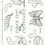 Free Butterfly Coloring Pages: Butterfly Life Cycle   Free Plant Life Cycle Worksheet Printables