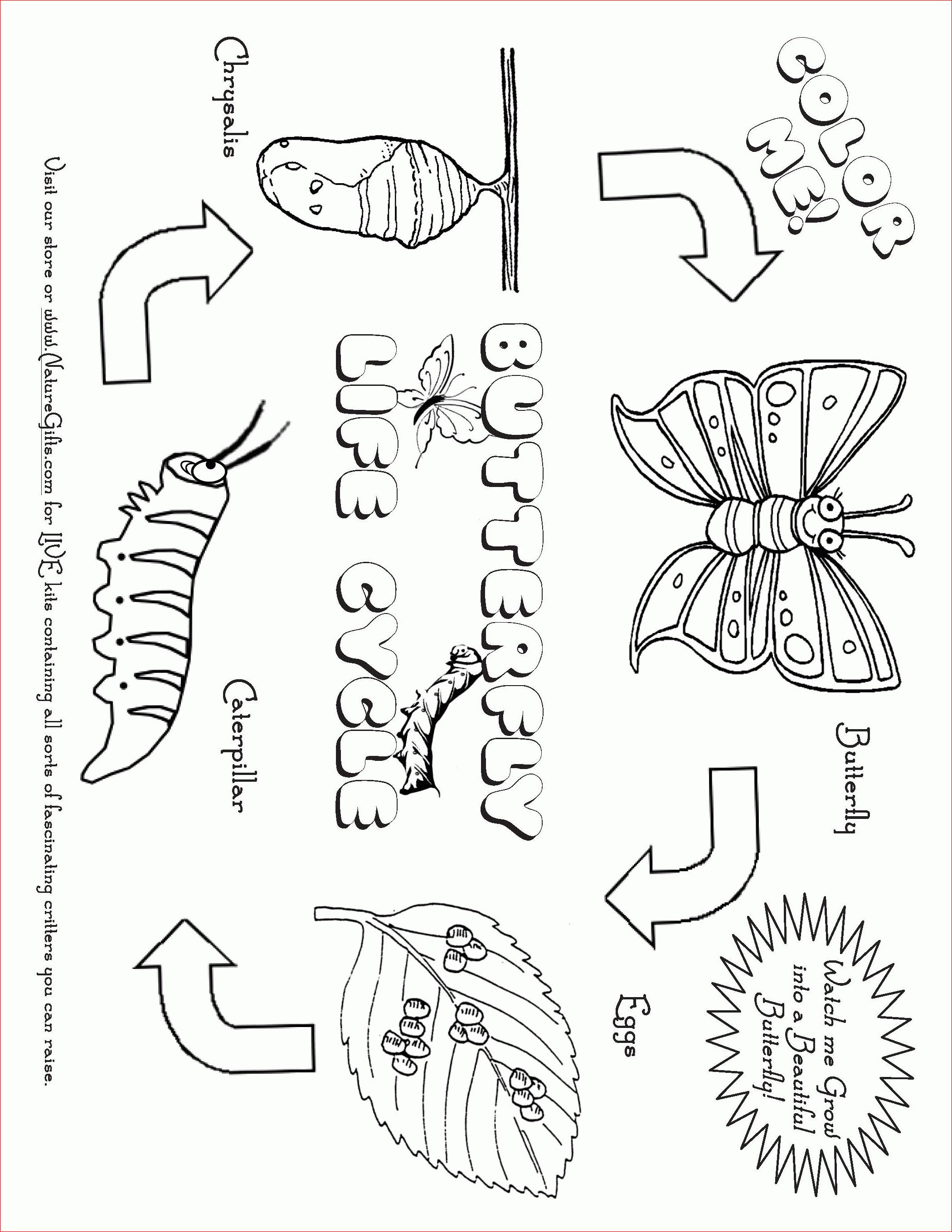 Free Butterfly Coloring Pages: Butterfly Life Cycle - Free Plant Life Cycle Worksheet Printables