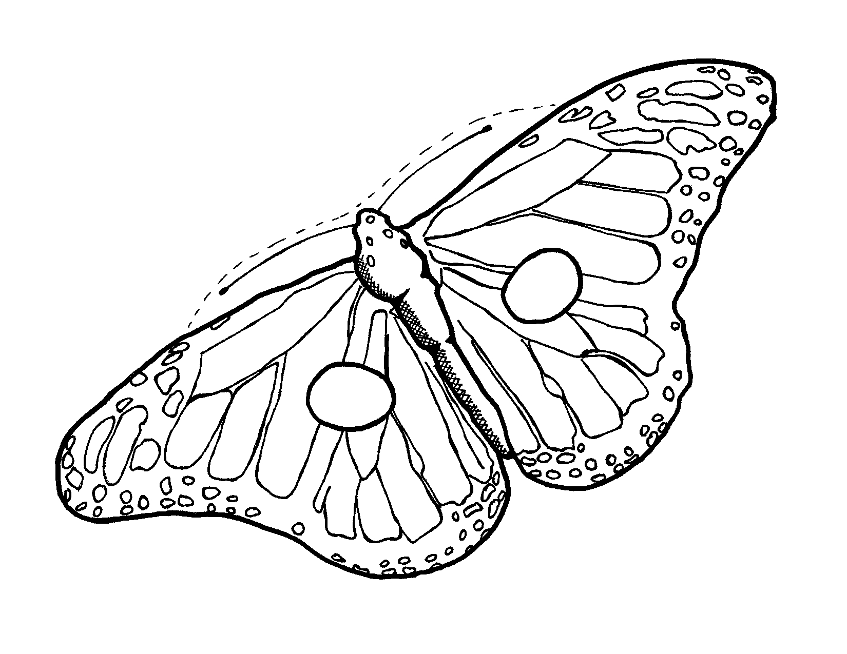 Free Butterfly Wing Outline, Download Free Clip Art, Free Clip Art - Free Printable Butterfly Wings